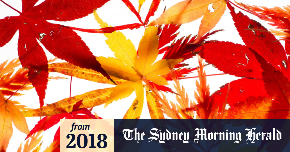 Autumn leaves at Mt Tomah